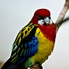 Platycercus eximius -Woodland Park Zoo-6-2c.jpg