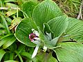 Pleurophyllum hybrid