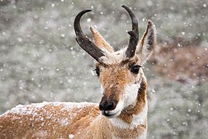 Pronghorn buck (15574681907)