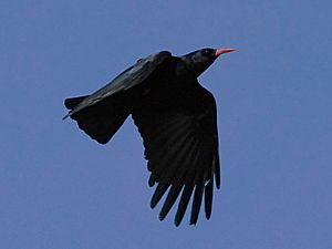 Pyrrhocorax pyrrhocorax -Penwith -Cornwall -flying-8b