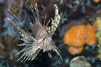 Red lionfish (Pterois volitans)