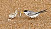 Sternula antillarum -St Augustine, Florida, USA -parent and chick-8.jpg