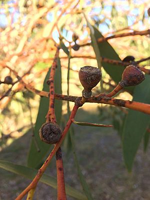 Subsp. pauciflora fruit