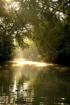 Sun in Sunderbans.jpg