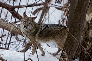 Toronto Neville Park Coyote Eying Breakfast (5407138081)