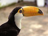 Toucan-2-4-2005