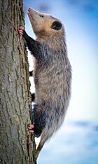 Virginia Opossum (Didelphis virginiana) (16747337145).jpg