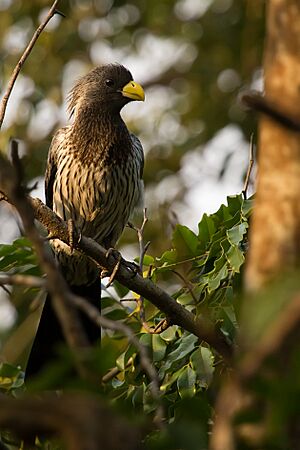 Western Grey Plaintain Eater