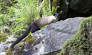 Yellow-throated Marten