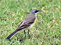 Yellow wagtail (Female- melanogrisea race) at Kolkata I IMG 4681