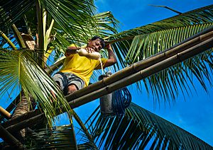 “Lambanog”- Philippines Coconut Wine