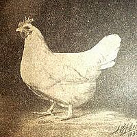 1933-Lamona pullet.jpg