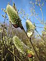 20140311Salix cinerea2