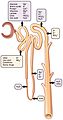 2618 Nephron Secretion Reabsorption