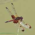 4. Calico Pennant (Celithemis elisa) male, Chambers County