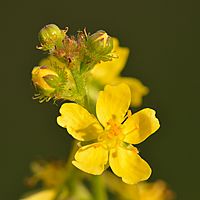 Agrimonia eupatoria - Keila