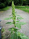 Amaranthus retroflexus full1.jpg