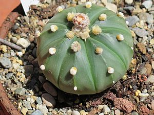 Astrophytum asterias nudum