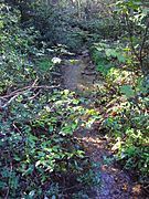 Beeston beck on Beeston Common