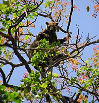 Bennett's Tree-kangaroo mother & baby