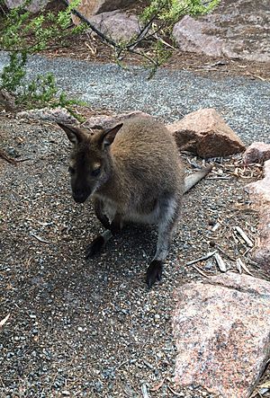 Bennetts Wallaby Freycinet