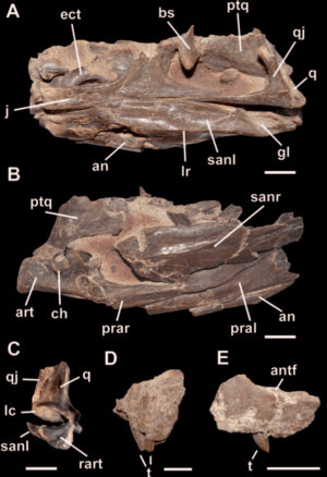 Bicentenaria skull elements.png