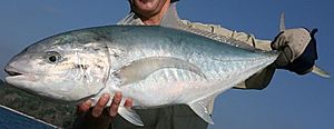 Bludger trevally Darwin.jpg