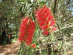 Callistemon recurvus.jpg