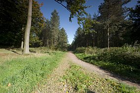 Cannock Chase Path.jpg