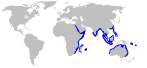 Carcharhinus sorrah distmap.png