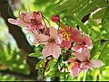 Cassia javanica flowers