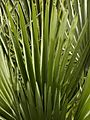 Chamaerops humilis (leaves)