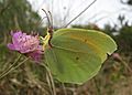 Cleopatra butterfly menorca