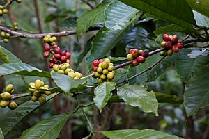 CoffeeBerry