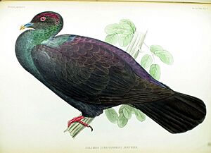 Columba (Carpophaga) janthina Fauna Japonica