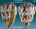 Conus caracteristicus 2