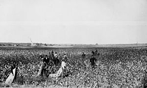 Cotton field