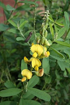 Crotalaria retusa MS 1793.JPG