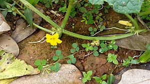 Cucumis prophetarum flowers