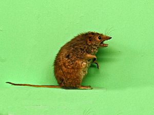 Dasyuridae - Antechinus minimus.JPG