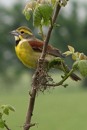 DickcisselA.jpg