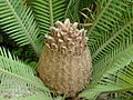 Dioon edule04