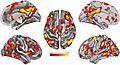 Distributed network of voxel clusters associated with divergent thinking