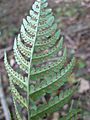 Dryopteris marginalis sori