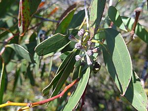 E. coccifera flower buds