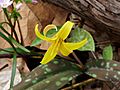 Erythronium americanum - Heron Rookery65