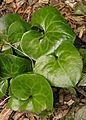 European Wildginger Asarum eropaeum 1976px