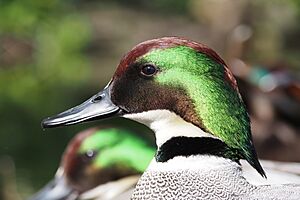 Falcated duck portrait