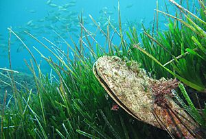 Fan mussel (Pinna nobilis)