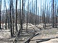 Forest fire aftermath